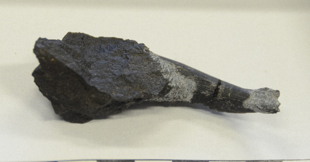 首長竜？歯の化石　愛媛大生が県内初の発見　松山の白亜紀後期の地層