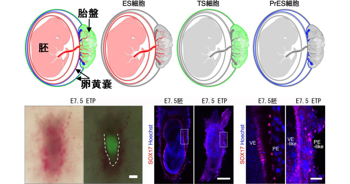 理研など、マウスにおける「原始内胚葉幹細胞」の樹立に成功