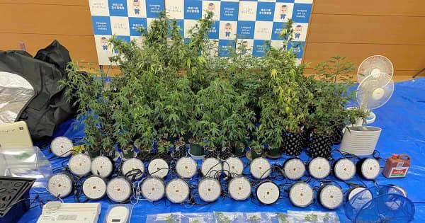 営利目的で大麻草栽培の疑い　住吉会系の暴力団幹部ら再逮捕