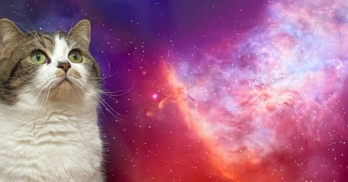 moucoyama 宇宙どしゃぶり猫 SPACE HEAVY RAIN CAT キャラクターグッズ