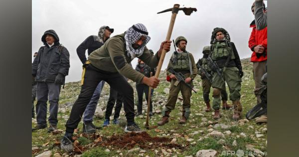 パレスチナ人がオリーブ植樹、ヨルダン側西岸 イスラエルは軍を派遣