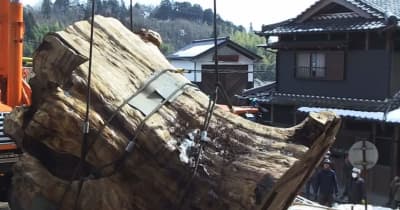 豪雨で倒壊　県天然記念物「神明大杉」立ち上げ　岐阜県瑞浪市