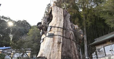 倒木から1年半、神明大杉「復活」新たなシンボルに