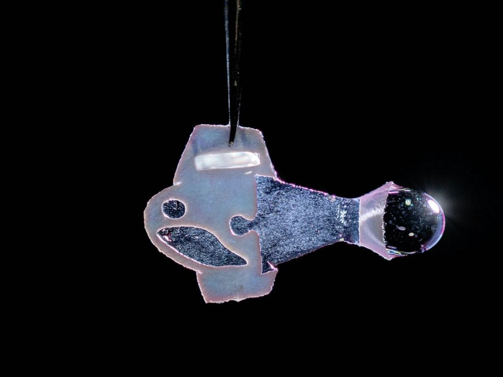 ヒトの幹細胞から培養し作った心筋細胞を利用、自動的に泳ぐロボット魚をハーバード大ウィス研究所が製作