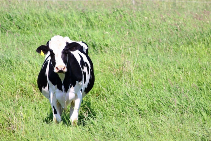 【農林水産省】米国産牛肉の緊急輸入制限協議が長期化