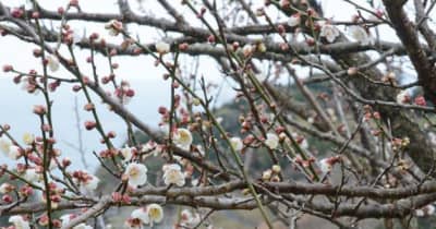 梅の花もうすぐ見頃に　和歌山県みなべ町