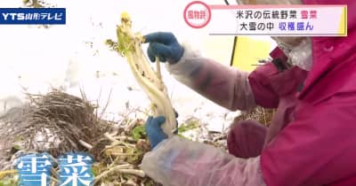 「雪菜」収穫盛況 米沢市
