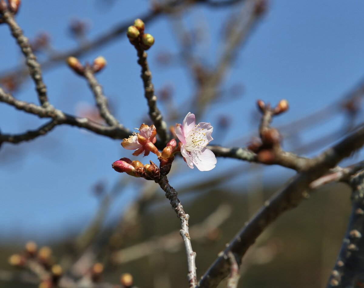 「一足早い、春の訪れ」河津桜が開花　京都・井手、シカに新芽食べられても