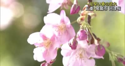 一足早い春の訪れ　境内の河津桜が見ごろ　三重県尾鷲市の神社