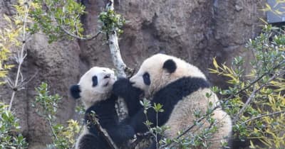 木登りも上手になった！ 双子パンダのシャオシャオとレイレイ上野動物園