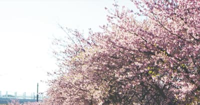 春めく三浦を健康散歩 河津桜や小網代の森　三浦市