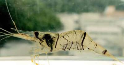 奄美大島のスジエビは固有種の可能性　瀬戸内・嘉徳川で発見