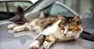「猫がエンジンルームに」救援要請は1ヶ月で21件JAF