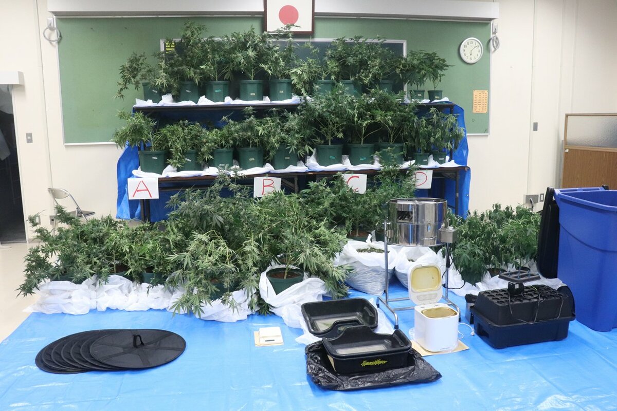 大麻所持疑いで男逮捕 自宅から大麻草88鉢や乾燥器発見「自分で吸うため」 (京都新聞)