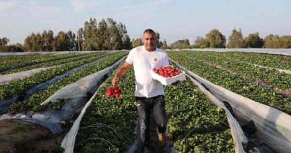 重さ289グラムの巨大イチゴ、ギネス世界記録に認定　イスラエル