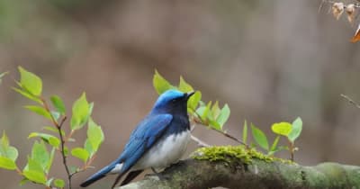 星のや軽井沢、野鳥観察＆ティータイムを楽しむ「プライベート探鳥」を開催3月25日～5月31日