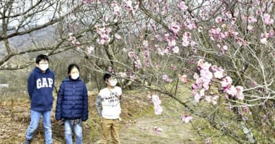 香る梅の花 春の足音　砥部で2年ぶり「まつり」開幕　30品種1万7000本共演