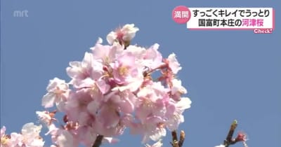 国富町本庄地区の河津桜が見頃・宮崎県