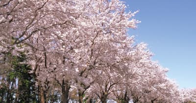 町田市 ふるさと納税で桜を応援 目標100万円、募る　町田市
