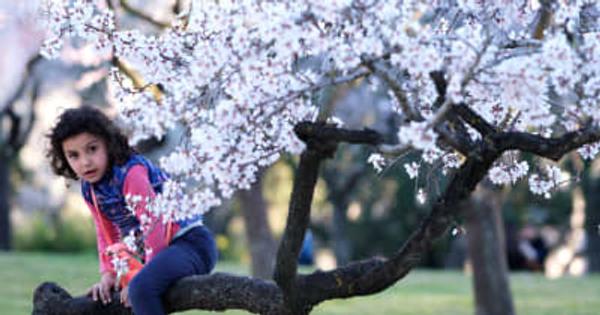 春の花咲くマドリード　スペイン