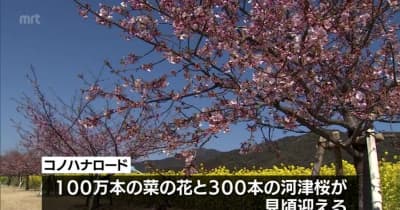 延岡　菜の花と河津桜が見頃・宮崎県