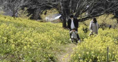 菜の花見頃 春告げる　伊予市佐礼谷地区の「黄色い丘」　もうすぐミモザも開花