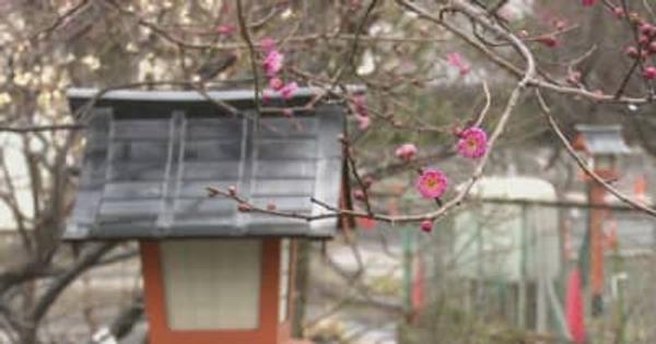 新潟県内は気温上昇　なだれに注意を　新潟市では梅が開花
