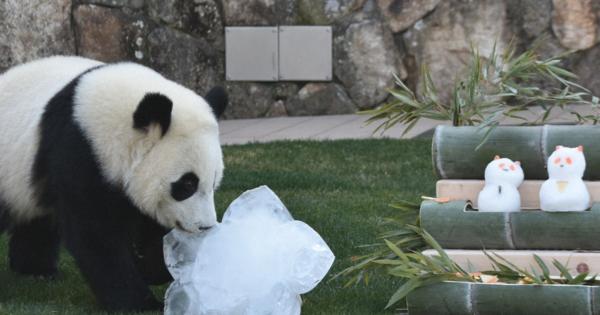 元気に育って　パンダの楓浜に雪だるまのひな人形　和歌山