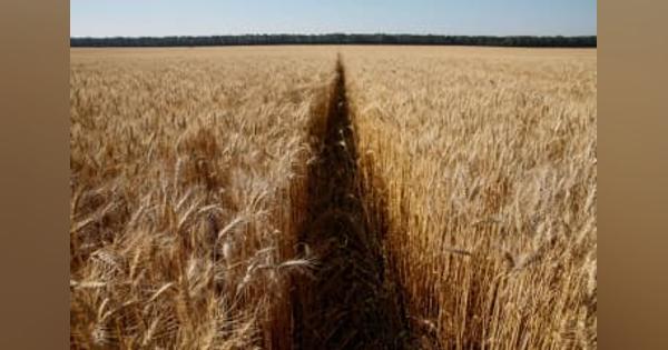 小麦価格14年ぶりの高値　ロシア、ウクライナから輸出停滞