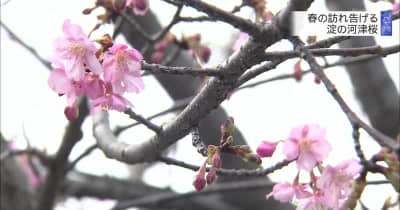春の訪れ告げる　京都・淀の河津桜