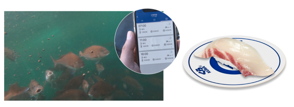 くら寿司、AI搭載スマート給餌機で生育した「AI桜鯛」を期間限定で全国販売へ
