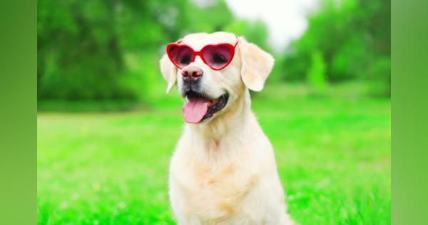 愛犬の視覚をリアルタイムで疑似体験！ スマホアプリ「犬の目カメラ」が3月上旬にリリース