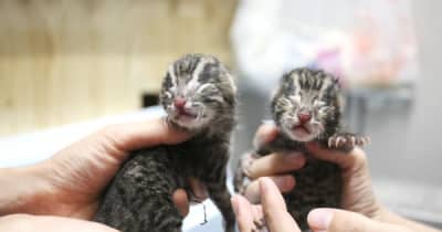 スナドリネコの赤ちゃん誕生　オス2匹、鳥羽水族館が繁殖成功　三重