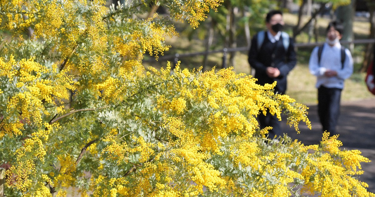 黄色の春、ふわふわミモザが見ごろ　北九州・到津の森公園