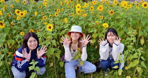 サクラ・ヒマワリ・コスモス沖縄巡る「花ガール」　映える撮影楽しむ