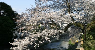 伊東市に、桜のトンネル出現　春の訪れ「ソメイヨシノ」スポット紹介　静岡県伊東市3カ所のソメイヨシノ開花情報を公開