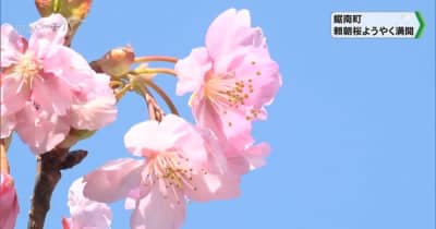 千葉県鋸南町で "頼朝桜" ようやく満開！ライトアップも