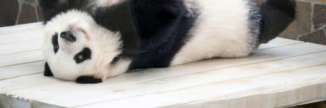 動物園のパンダの激レア「隠し撮り」ショットにファン大注目「ビックリ顔かわいい！」