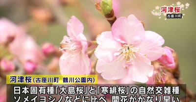 春の訪れ　早咲きの桜「河津桜」開花進む　和歌山県古座川町