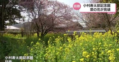 日南市飫肥の小村寿太郎記念館　菜の花が見ごろ・宮崎県