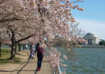 ワシントンの桜、22日から見頃　寄贈110年、祭り開催