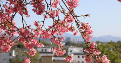 中国広東省広州市、約1万本の桜が満開に