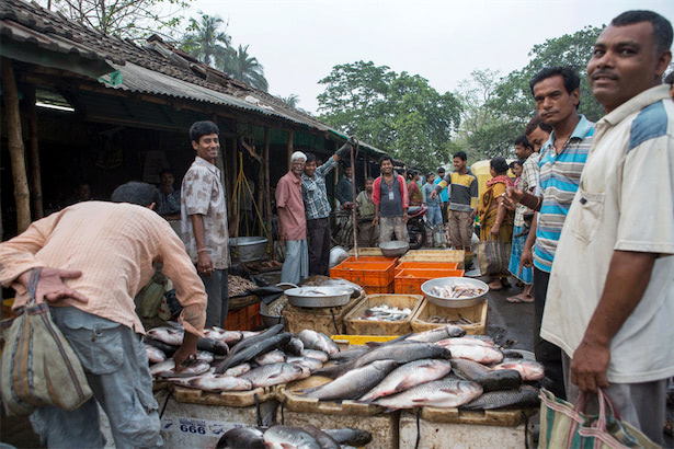 インドの海産物のB2BプラットフォームCaptain Freshが評価額5億ドルに