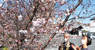 急に熊谷桜が開花！　今年初めて埼玉夏日、5月中旬から下旬並みの気温　熊谷と鳩山で25.7度