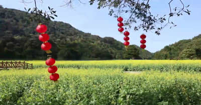 川沿いの絶景、菜の花が満開に　広東省広州市
