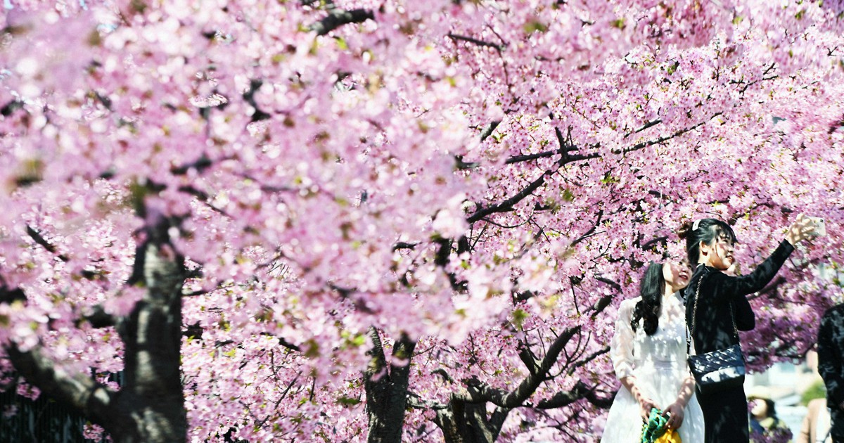 暗いご時世にも花は咲く　早咲きの河津桜が見ごろ　京都・伏見