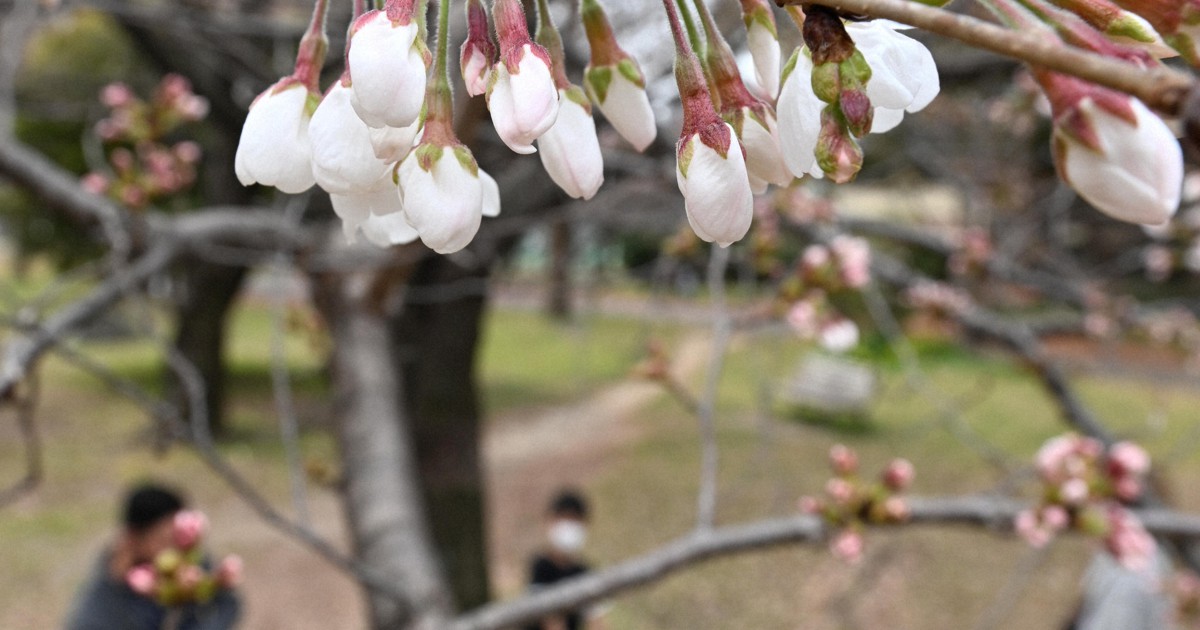 福岡で桜開花、全国で最も早く