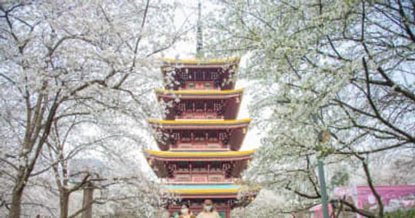 東湖桜園で桜が満開　湖北省武漢市
