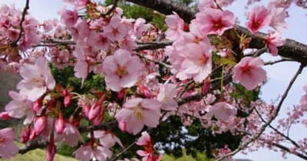 20本の蜂須賀桜が満開　鳴門市ドイツ館【徳島さくら点描2022】