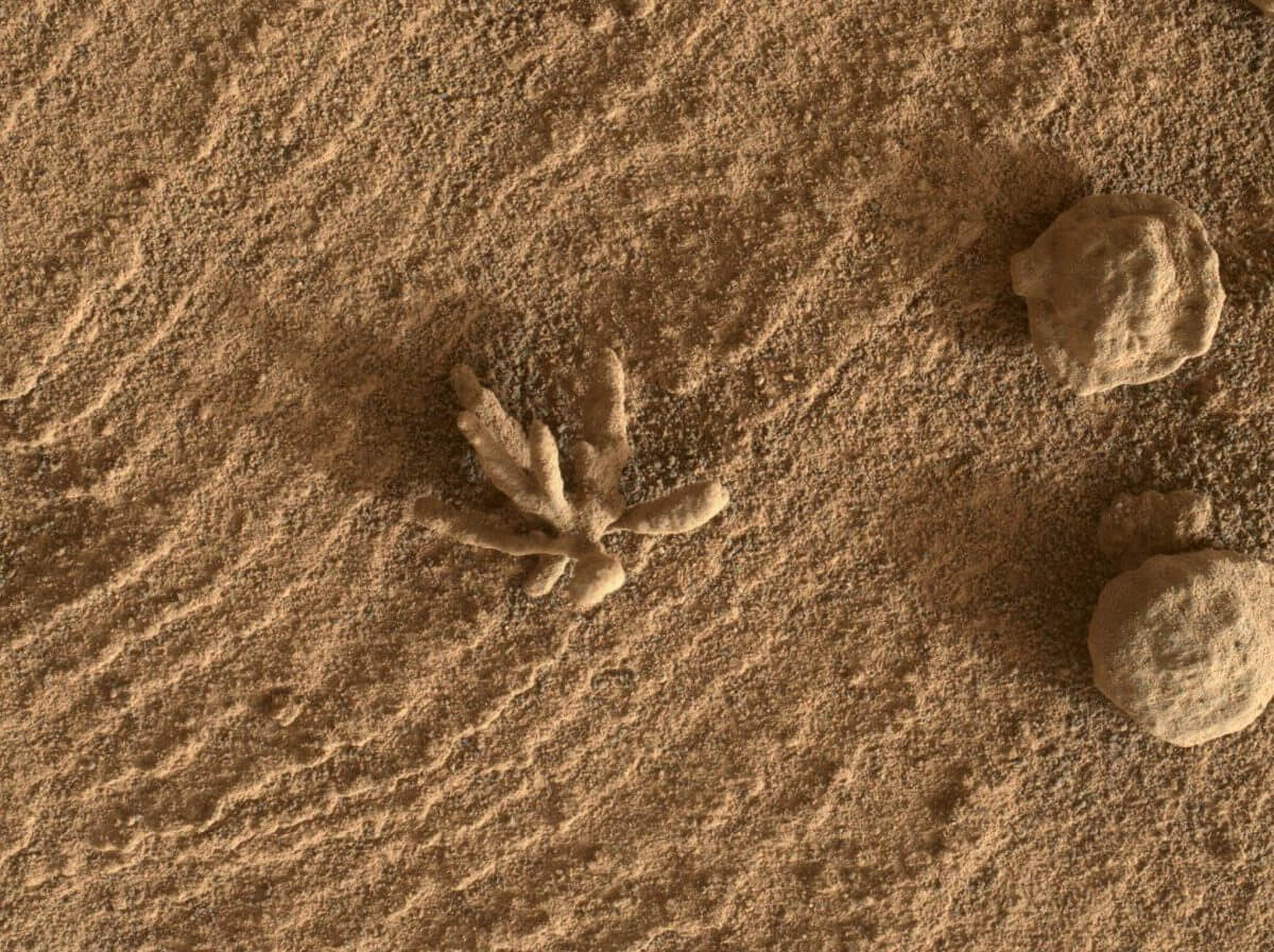 火星に花の形をした岩石？　キュリオシティが発見した「ブラックソーン・ソルト」